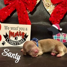 Santy- Chocolate Base Shaded Cream- price listed - Cream male Dachshund puppy in Biloxi, Mississippi from Southern Doxies Ms