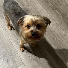Yorkshire Terriers from Sunset Ranch