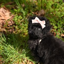 Cavapoo, Cockapoo, and Poodle Puppies from Heavenly Puppies to Love