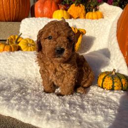 Winston-7750 - Parti male Goldendoodle puppy in Wever, Iowa from JK Royal Lines