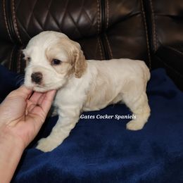 Cocker Spaniel Puppies from Gates Cocker Spaniels