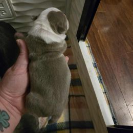 Girl 2 - Silver female Pug puppy in Auburn, Kentucky from Prentice Family Pugs, Bugs & Corgis