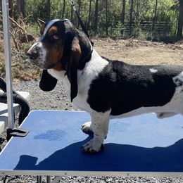 Basset Hounds from Beales Butte Bassets