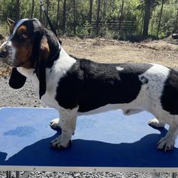 Basset Hounds from Beales Butte Bassets