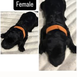 Orange Collar - Black female Poodle puppy in League City, Texas from Chauffeured Poodles