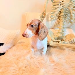 Faye - Dapple female Dachshund puppy in Washburn, Tennessee from Clinch Mountain Dachshunds