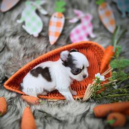 Donut - Chocolate and white male Chihuahua puppy in Piqua, Kansas from Cute As A Cupcake Chihuahuas