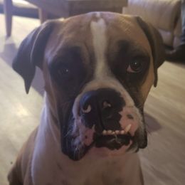 Boxers from Tracey Paquin