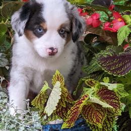 Miniature Australian Shepherd Puppies from Renegade Kennels