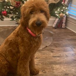 Paisley - Goldendoodle