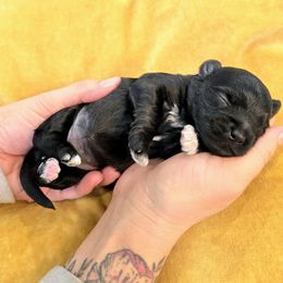Dolly - Black female Havapoo puppy in Sheridan, Wyoming from Little Wyo Doodles