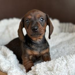 Claret - Red female Dachshund puppy in Crystal, Michigan from Mare-Bella Smoothcoat Edition