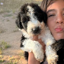 Lulu - Black and white female Old English Sheepdog puppy in Acton, California from Fab OES