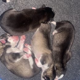 Siberian Husky Puppies from Christina Karcher's Siberian Huskies