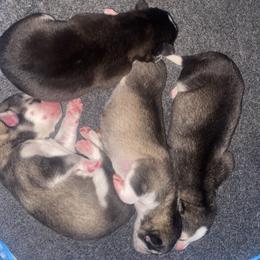 Siberian Husky Puppies from Christina Karcher's Siberian Huskies