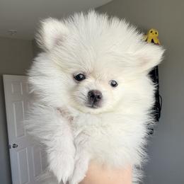 Chunky - White male Pomeranian puppy in Las Vegas, Nevada from Pomeranian Puppies