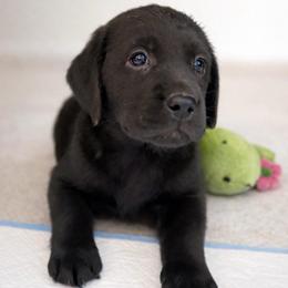 Pepper Phillips Black girl - 6377 - Black female Labrador Retriever puppy in Brandywine, Maryland from QVR Labradors and Leonbergers