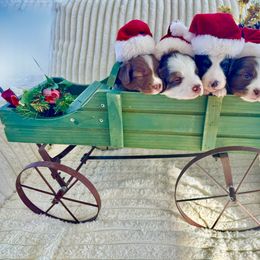 Australian Shepherd puppies from Chania's Australian Shepherds