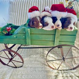 Australian Shepherd puppies from Chania's Australian Shepherds