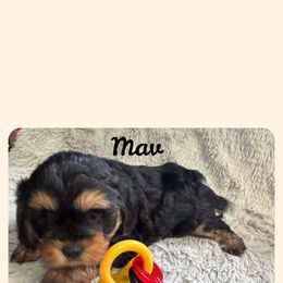 Cavapoo All Grown Up from Carolina Canines