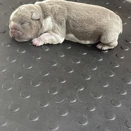 Bulldog Puppies from Bougie Bullies & Birds LLC