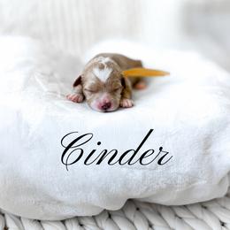 Cinder - Red  female Goldendoodle puppy in Springville, Utah from Happy Doodle