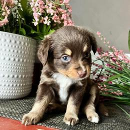 Toy Australian Shepherd Puppies from Kickapoo Creek Toy Aussies