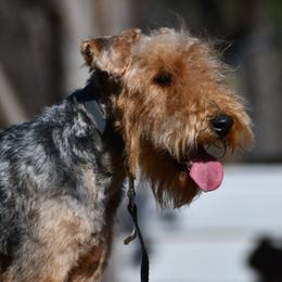 Covy - Welsh Terrier
