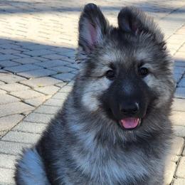 Piper - Gray sable female Shiloh Shepherd puppy in Plant City, Florida from Look Up Shilohs