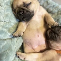 French Bulldog Puppies from White Hippo Frenchies