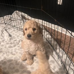 Girl 1 - Cream female Poodle puppy in Whigham, Georgia from Moonlight Poodles
