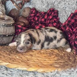 Harry - Blue merle male Toy Australian Shepherd puppy in California from Eagle River Aussies