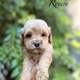 Revere - Buff and white male Cockapoo puppy in Alexandria, Alabama from Bright and Beautiful Cockapoos and Doodles