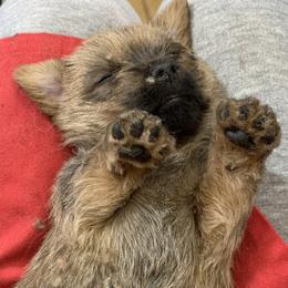 Norfolk Terrier and Norwich Terrier Puppies from Infinity Kennels