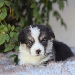 Boy 5 - Black and tan male Pembroke Welsh Corgi puppy in Caliente, California from Rafter Cross 7