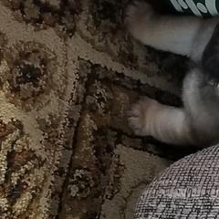 Pug Puppies from KNGZ Kennel