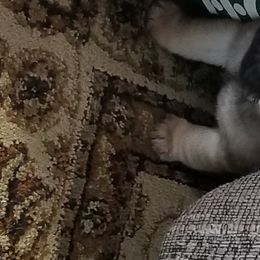 Pug Puppies from KNGZ Kennel