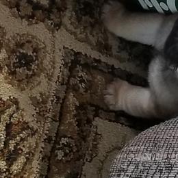 Pug Puppies from KNGZ Kennel