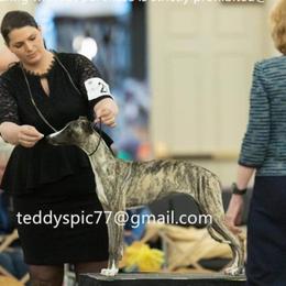 Delta - Black brindle Whippet puppy in Chatfield, Minnesota from Devlynn Whippets