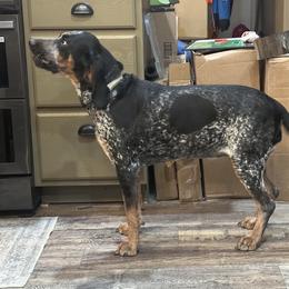 Liberty - Bluetick Coonhound