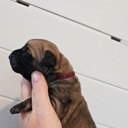 Girl 1 - Fawn female Mastiff puppy in Linton, Indiana from Riggins Mastiffs and Danes