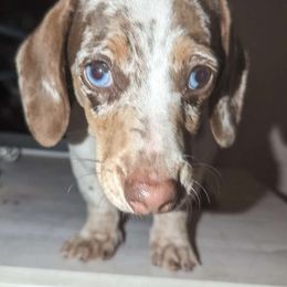 Rex - Dachshund