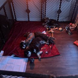 Miniature Schnauzer Puppies from Sugarbaby Kennel