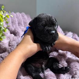 Blue collar boy - Black male Cane Corso puppy in St. Augustine, Florida from RG2 Cane Corsos