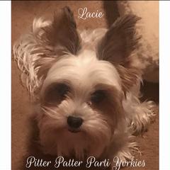 Yorkshire Terrier All Grown Up from Pitter Patter Parti Yorkies