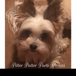 Yorkshire Terrier All Grown Up from Pitter Patter Parti Yorkies
