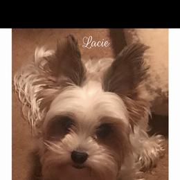 Yorkshire Terrier All Grown Up from Pitter Patter Parti Yorkies