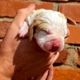 Dolly - Red and white female Basset Hound puppy in Bellaire, Ohio from Blessed Bassets
