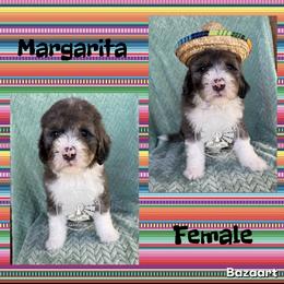 Margarita - Blue merle female Bernedoodle puppy in Godwin, North Carolina from Farm Sweet Farm Doodles