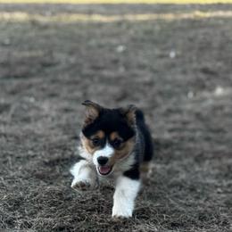 Belle - Black and tan female Pembroke Welsh Corgi puppy in Nortonville, Kansas from Low Riders Corgis & Mini Aussies